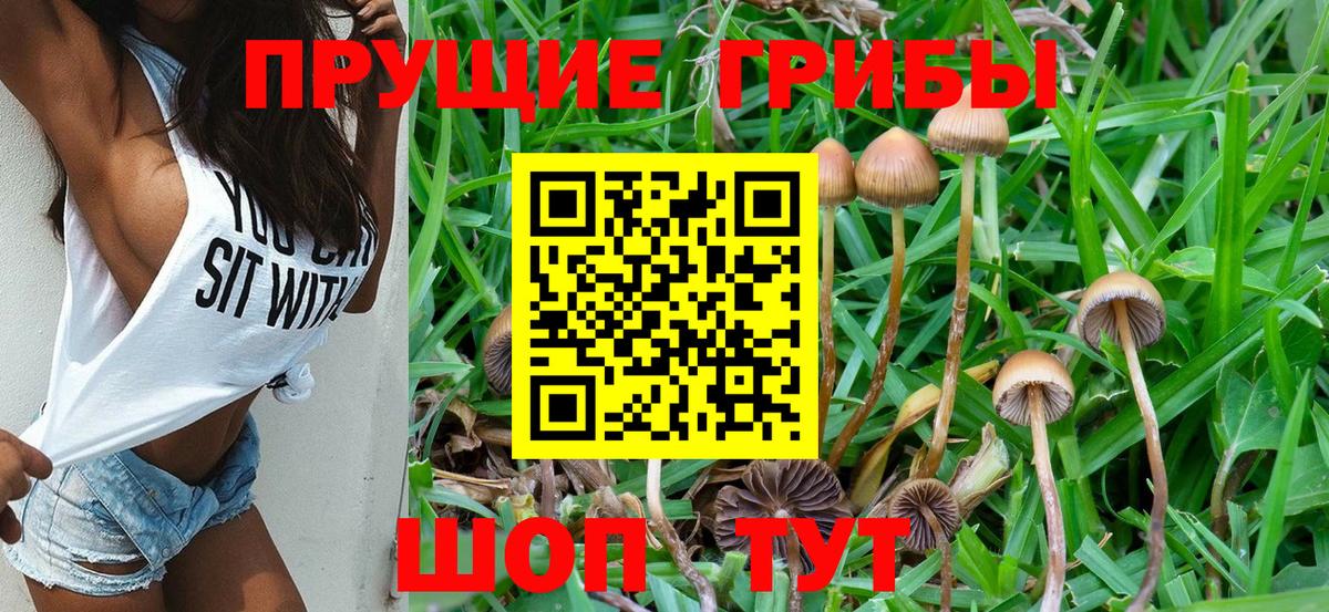 купить наркотики цена  Псилоцибиновые грибы Psilocybe  Вход с VPN  Братск 